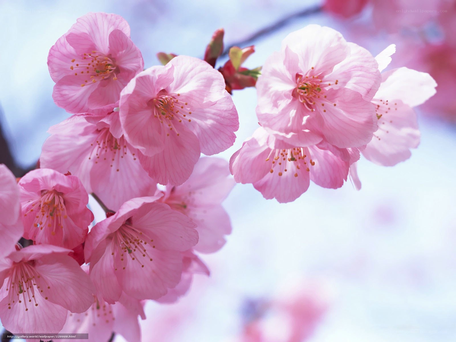 Pink cherry blossoms in bloom