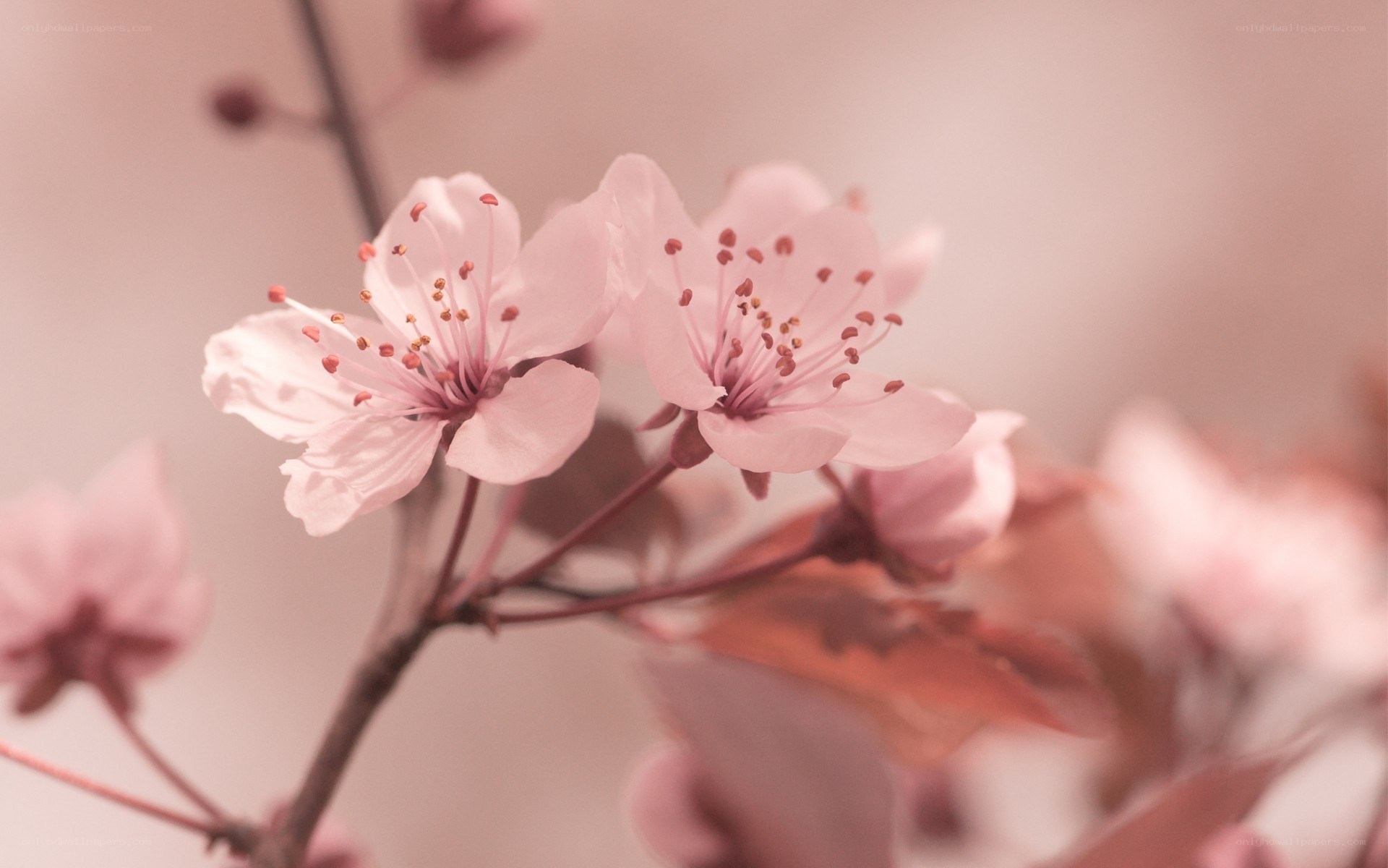 Pink cherry blossoms in bloom