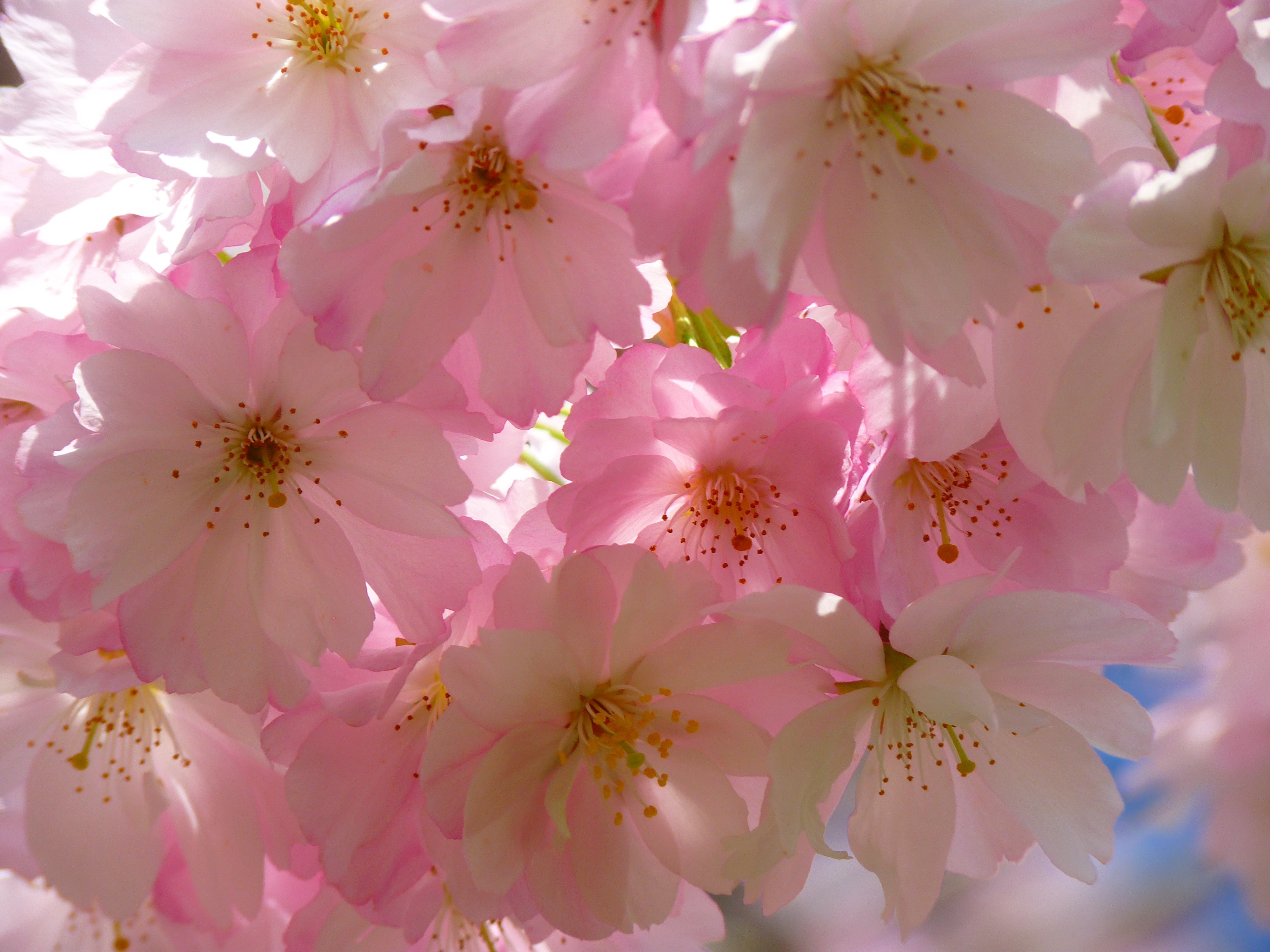 Pink cherry blossoms in bloom