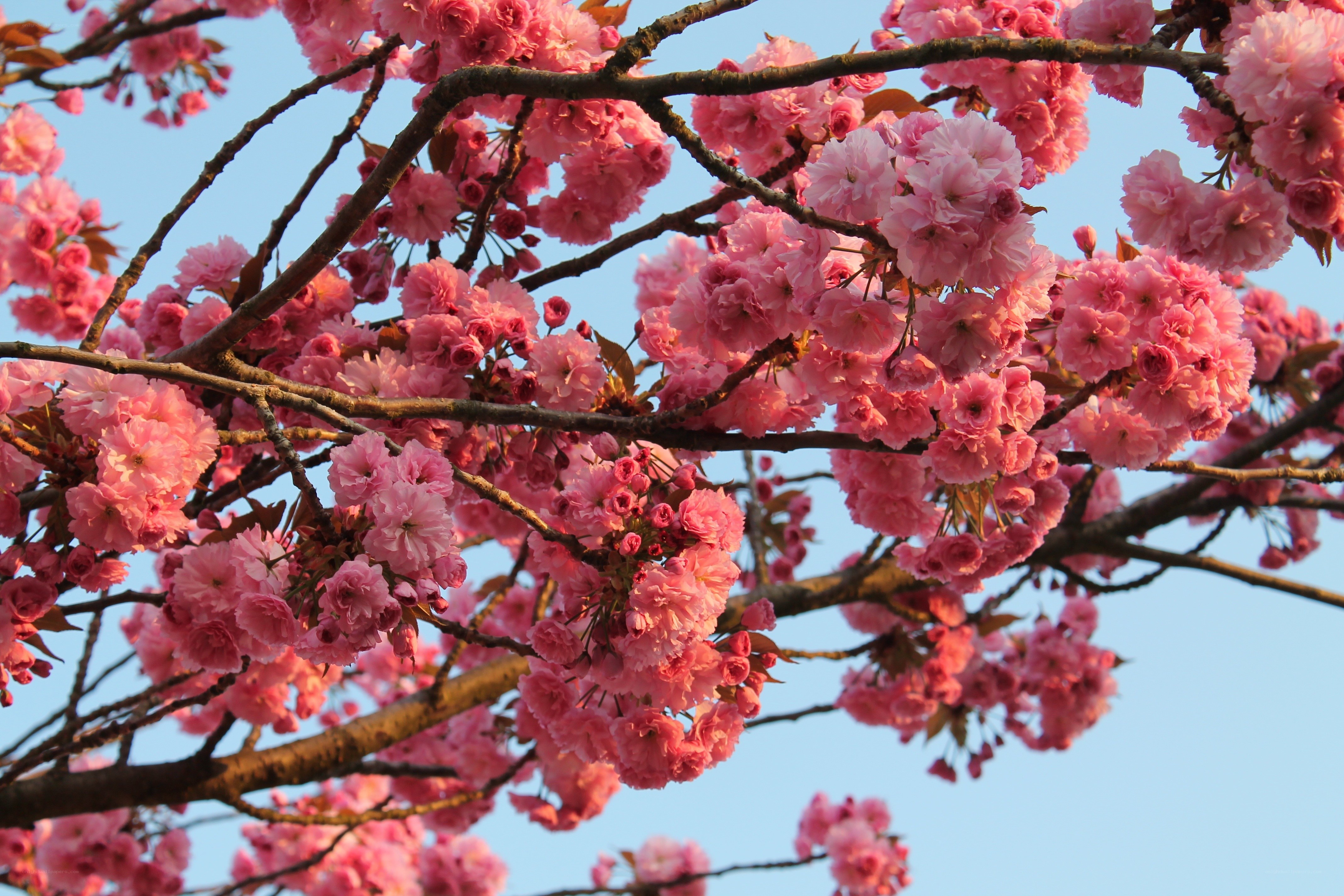 Pink cherry blossoms in bloom