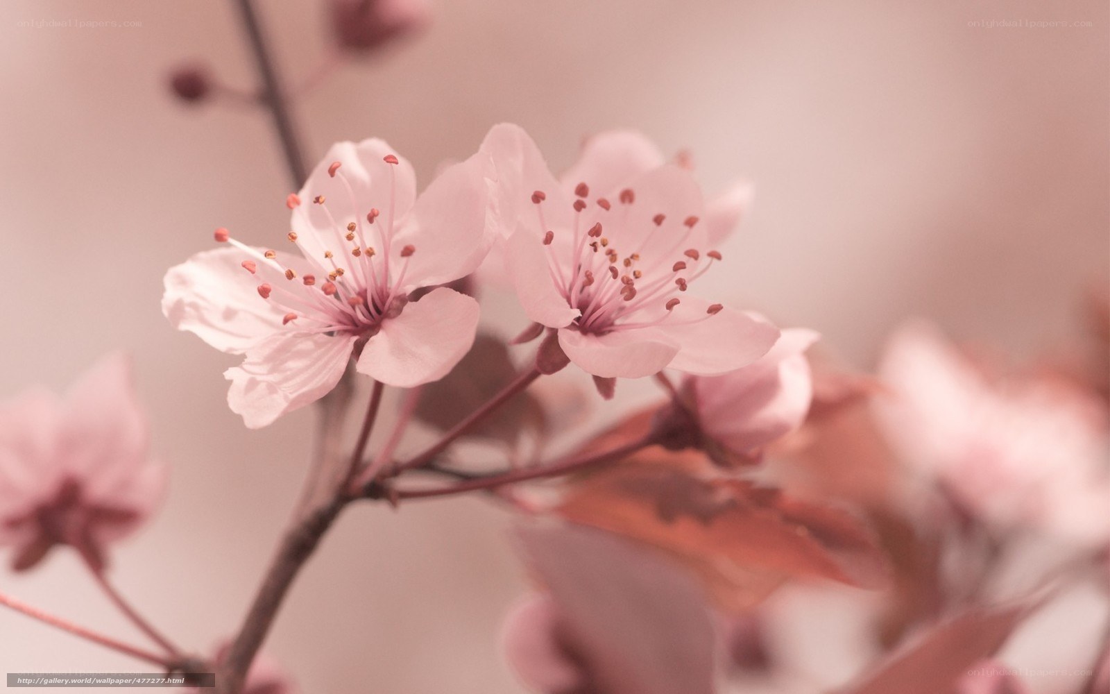 Pink cherry blossoms in bloom