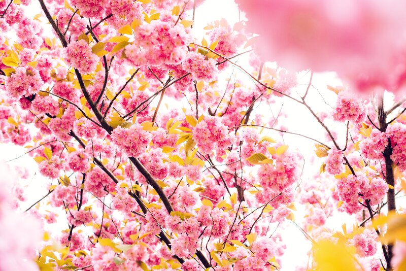 Pink cherry blossoms in bloom