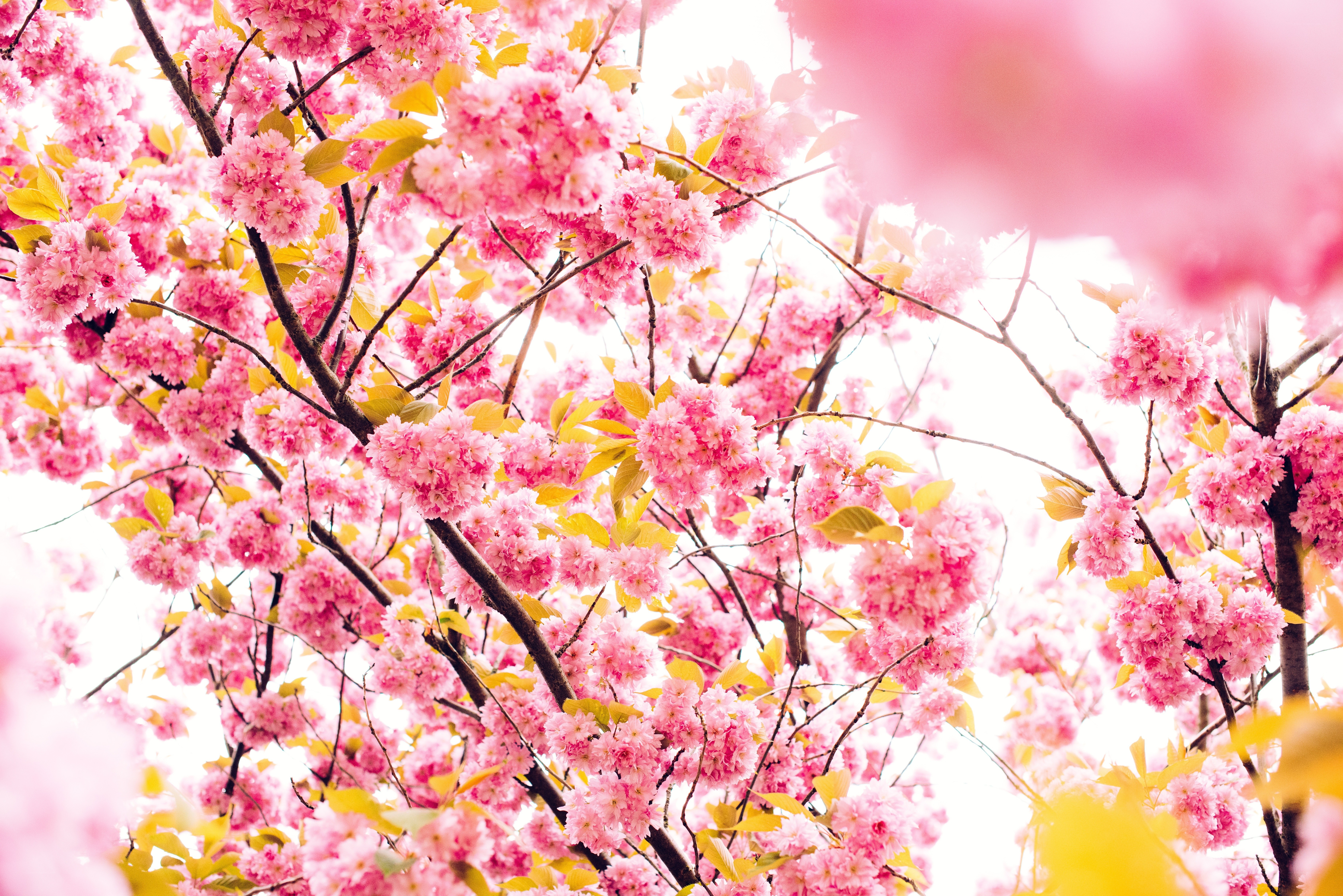 Pink cherry blossoms in bloom
