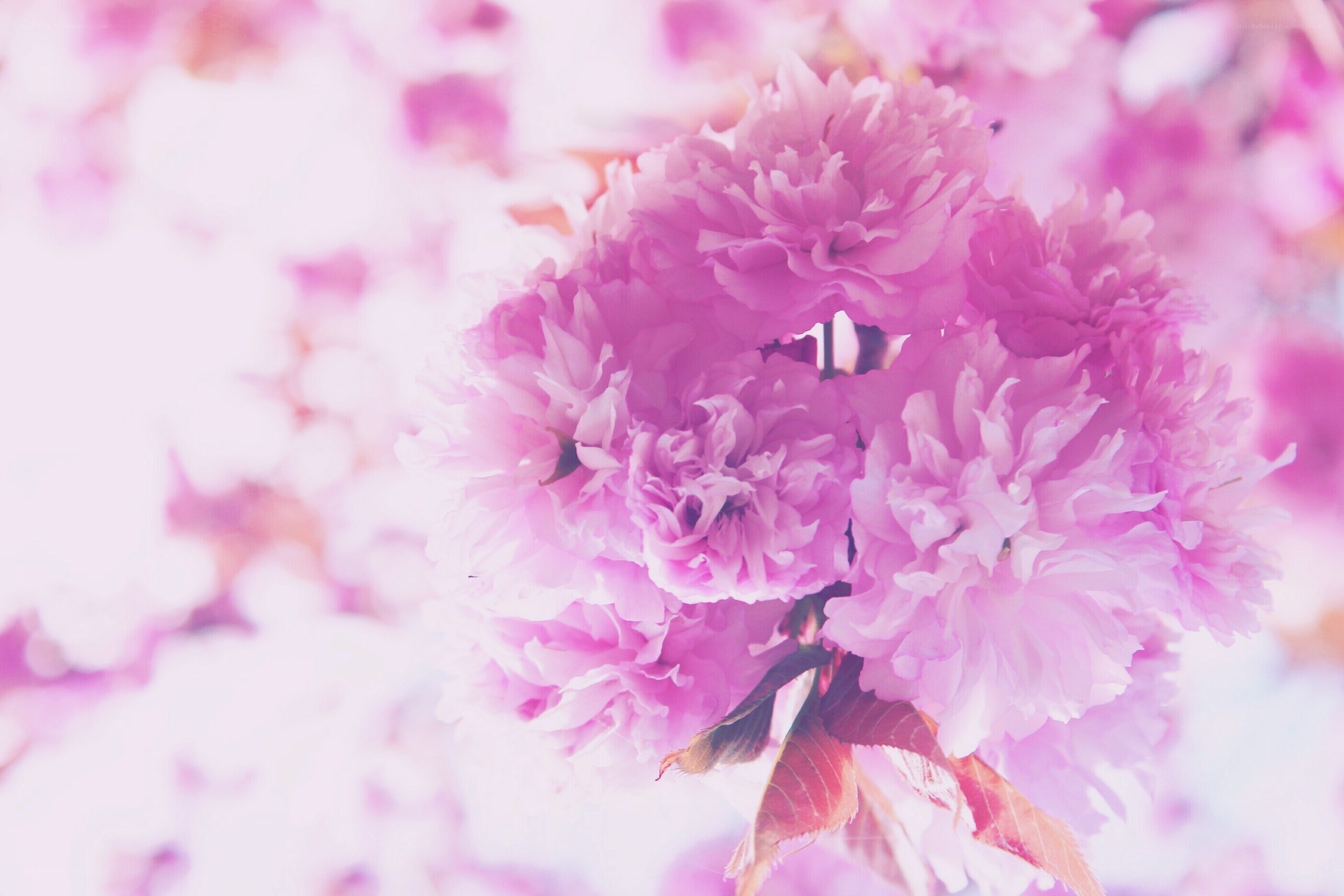 Pink cherry blossoms in bloom