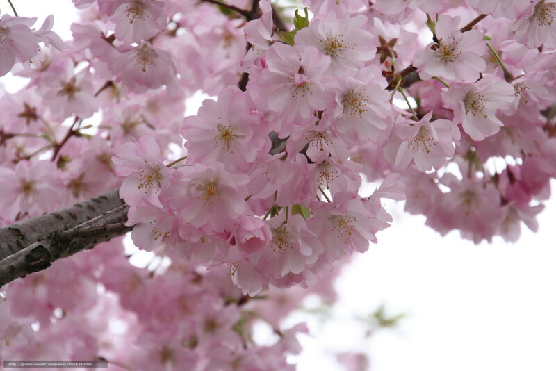 Pink cherry blossoms in bloom