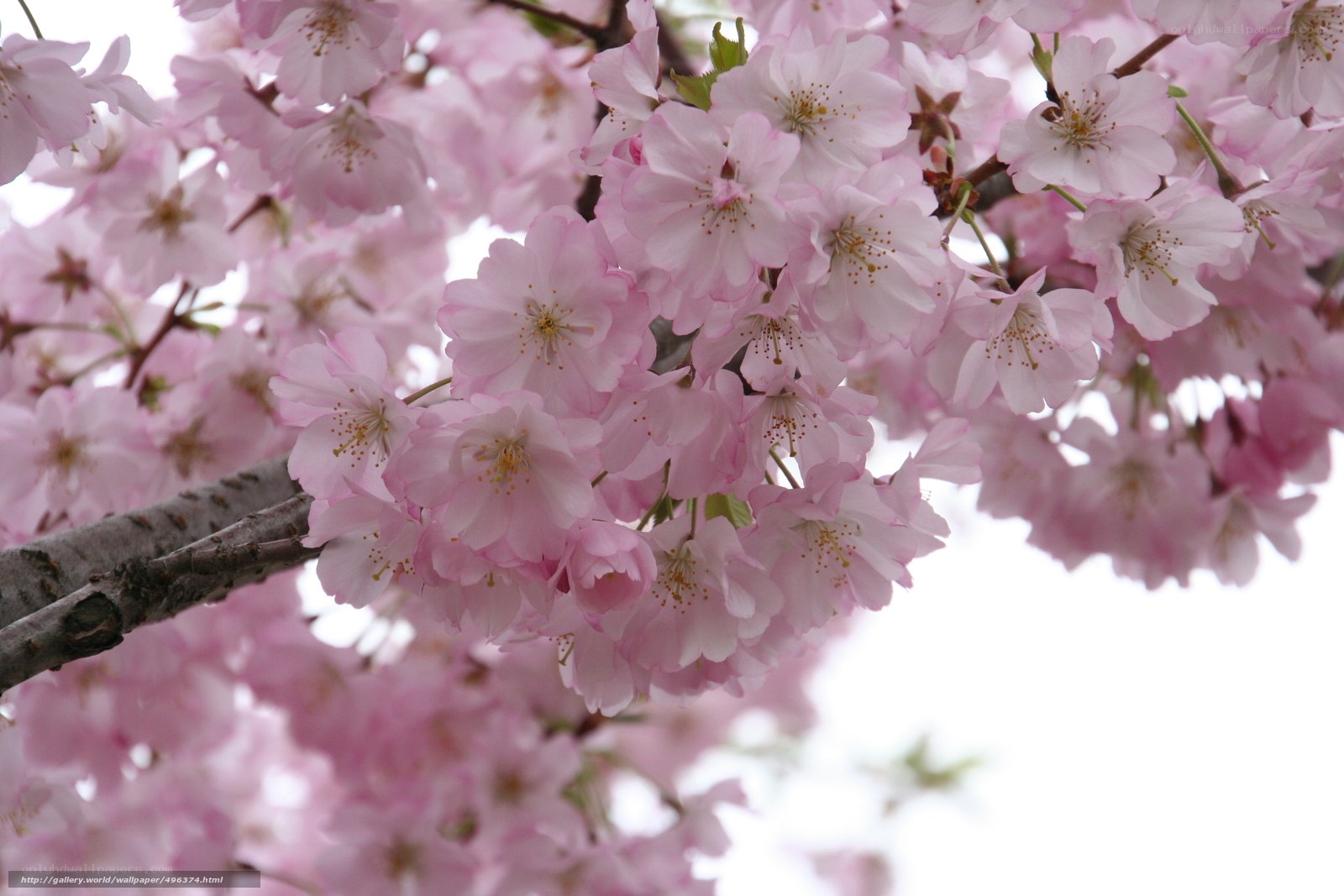 Pink cherry blossoms in bloom