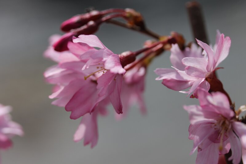 Pink cherry blossoms in bloom