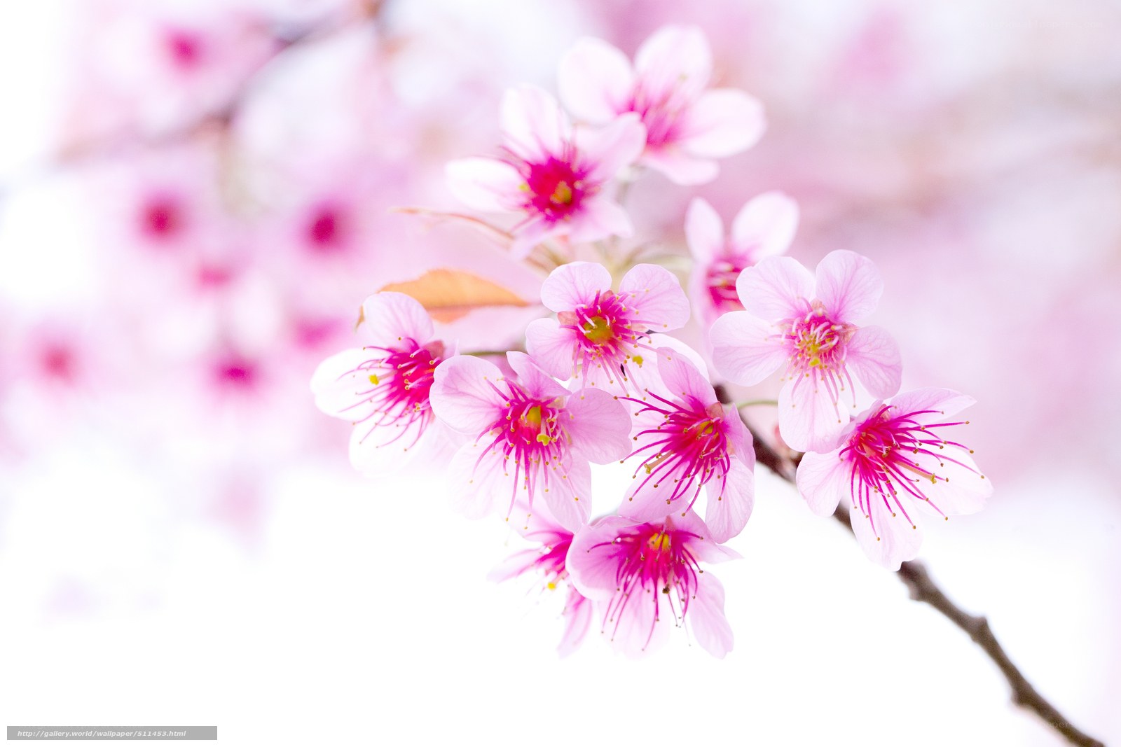 Pink cherry blossoms in bloom