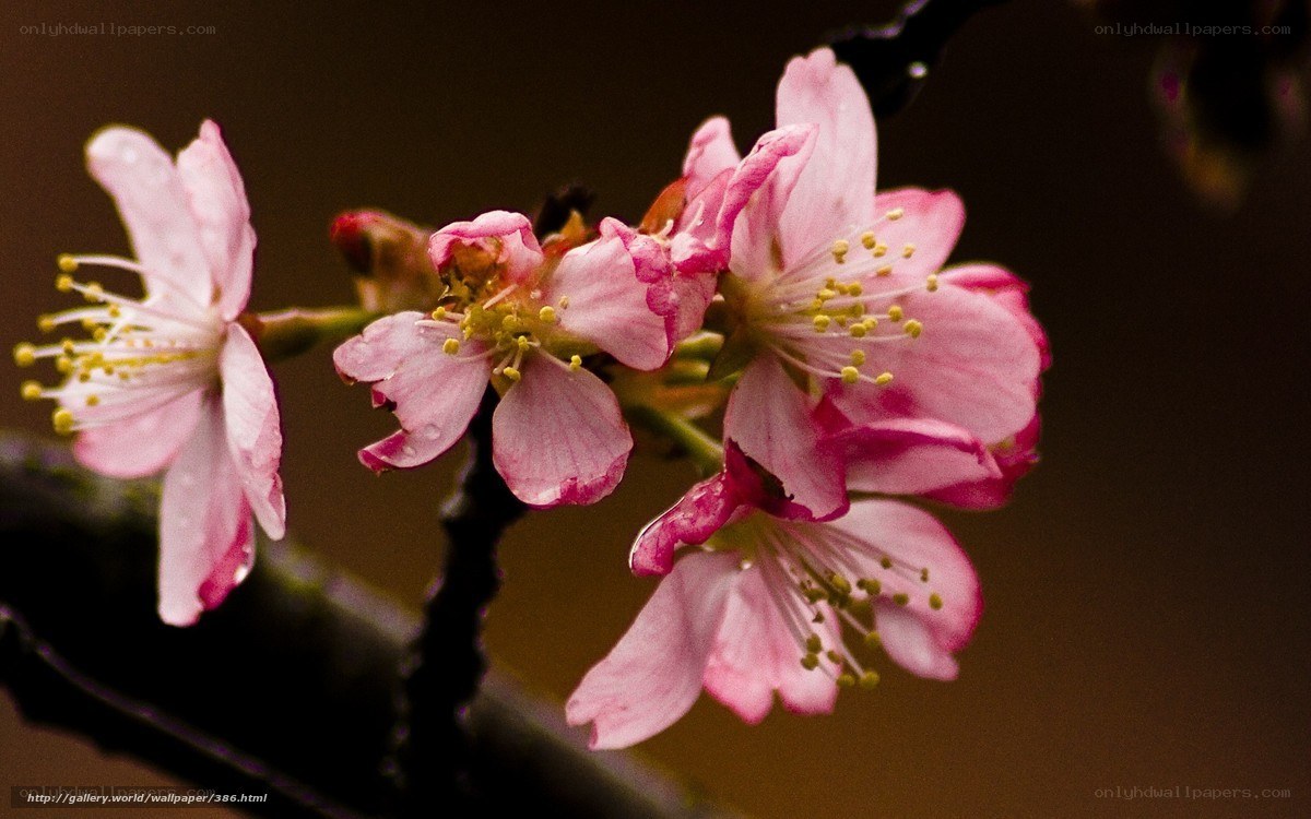 Pink cherry blossoms in bloom