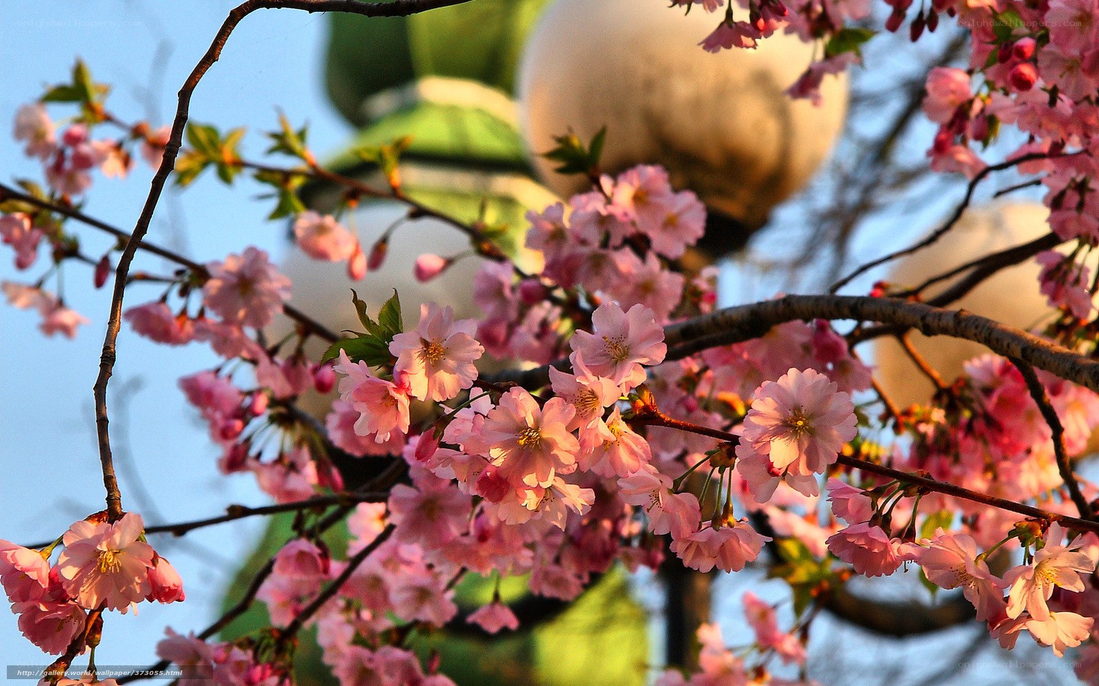 Pink cherry blossoms in spring