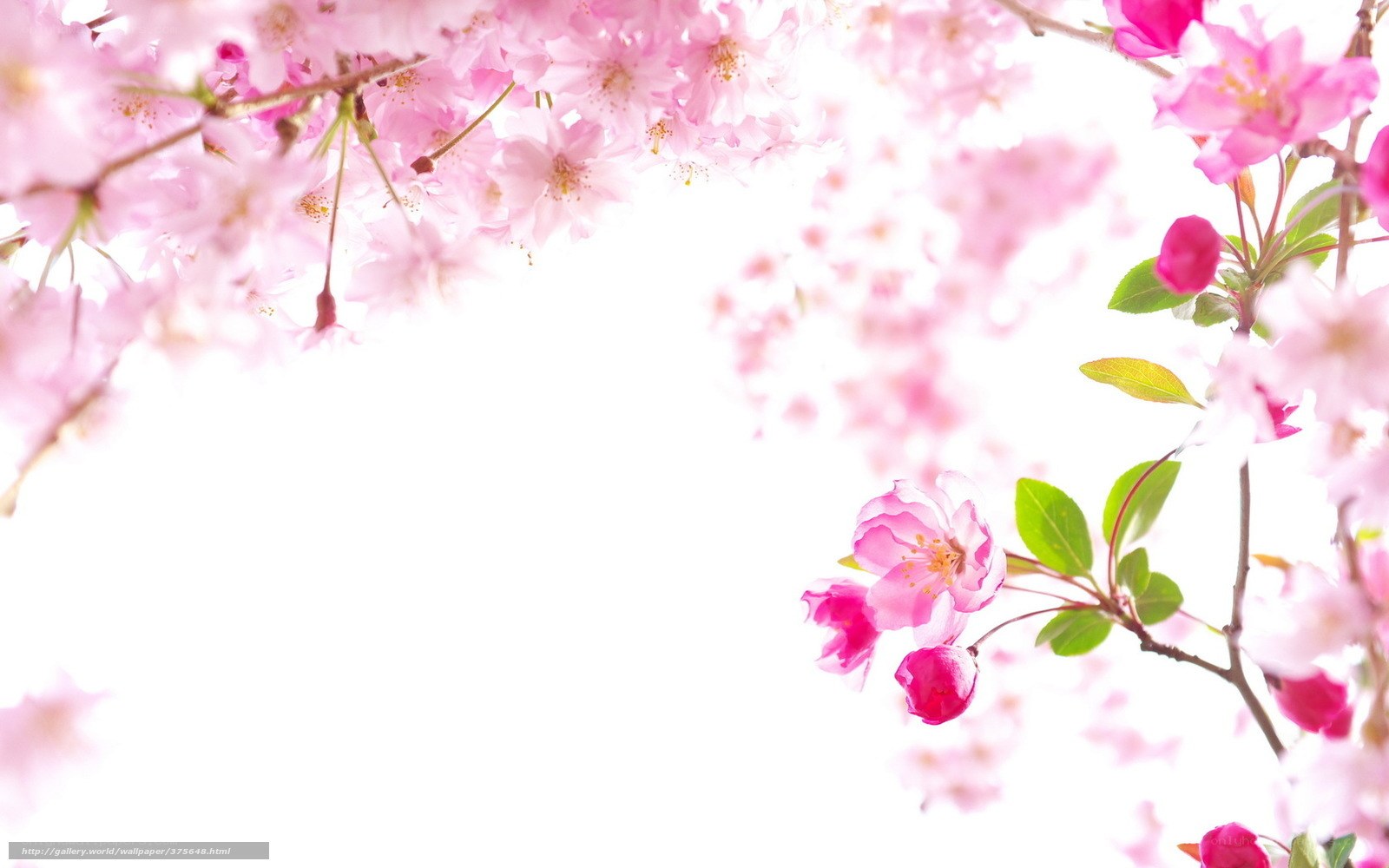 Pink cherry blossoms in spring