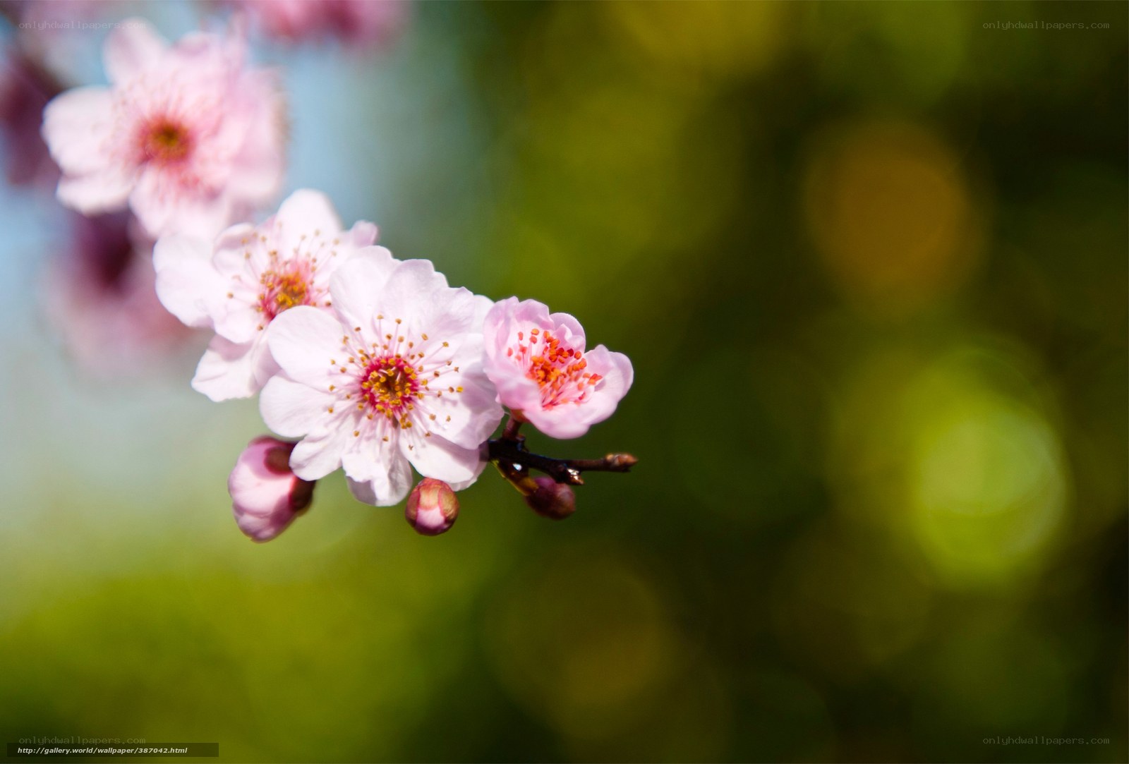 Pink cherry blossoms in spring
