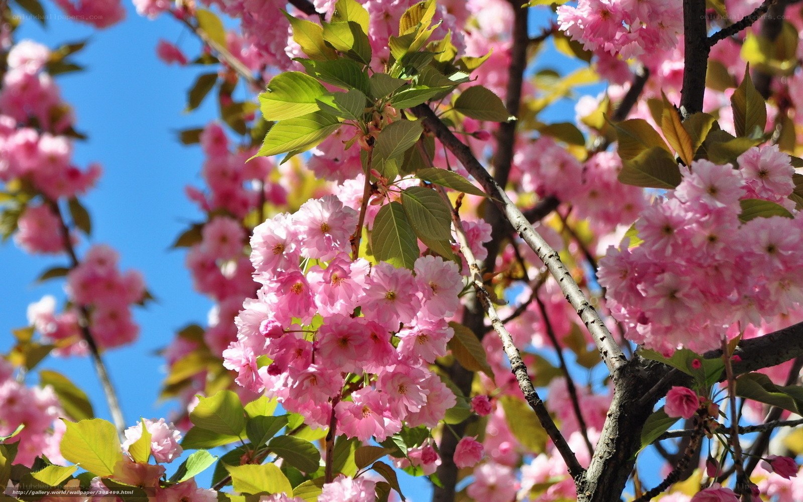 Pink cherry blossoms in spring