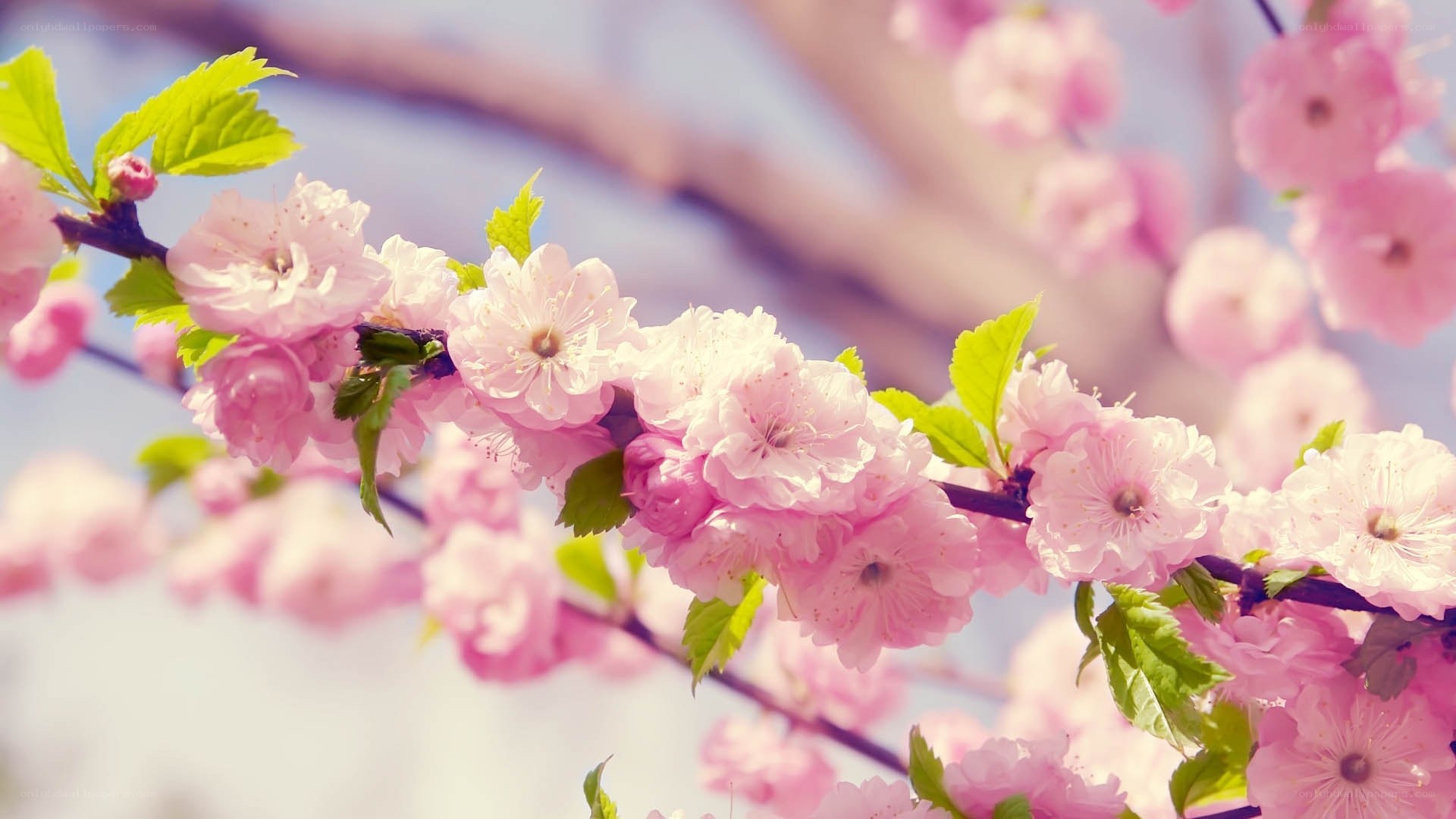 Pink cherry blossoms in spring