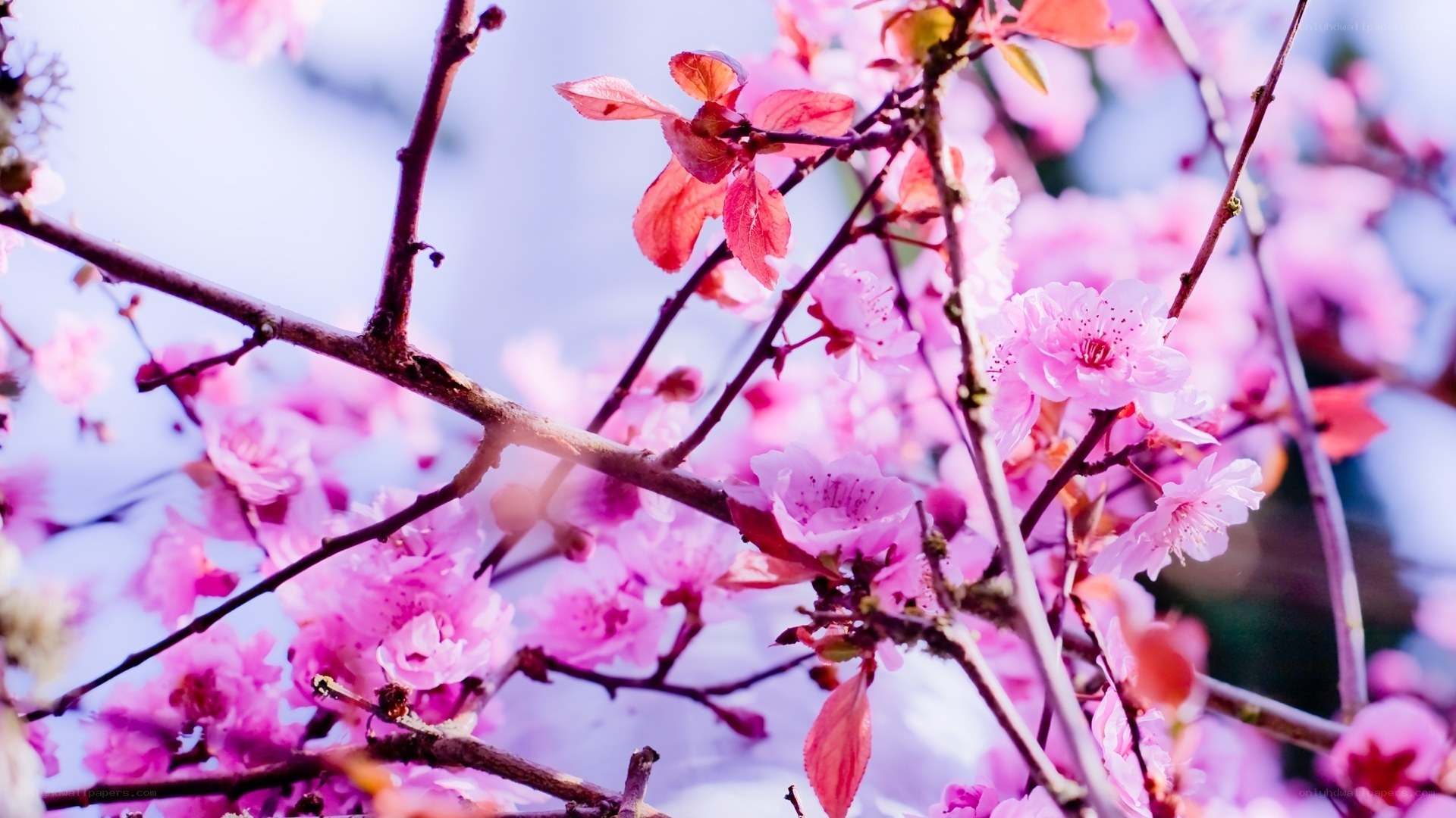 Pink cherry blossoms in spring