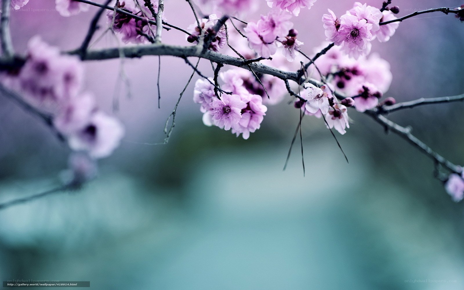 Pink cherry blossoms in spring