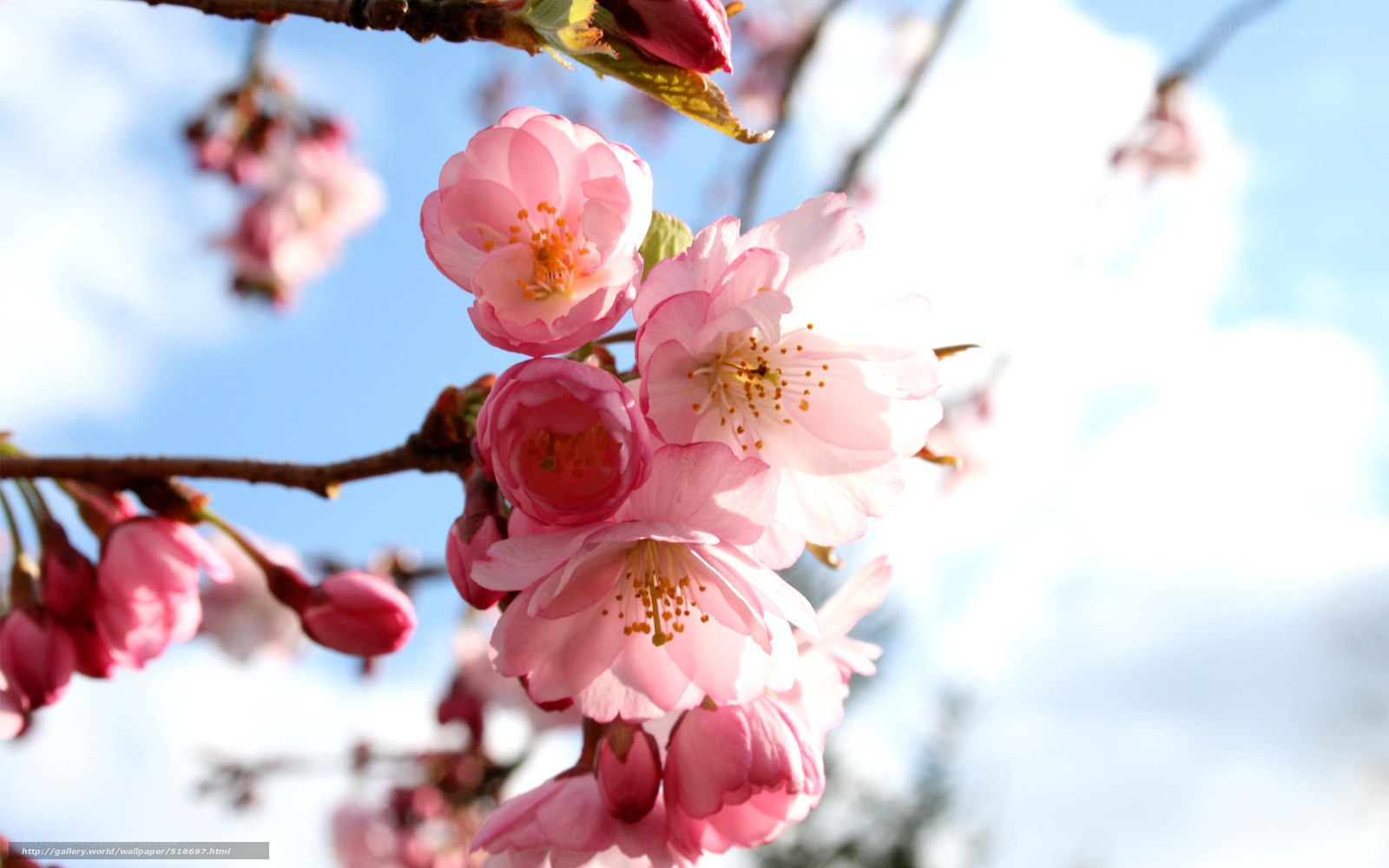 Pink cherry blossoms in spring