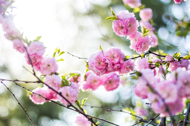 Pink cherry blossoms in spring