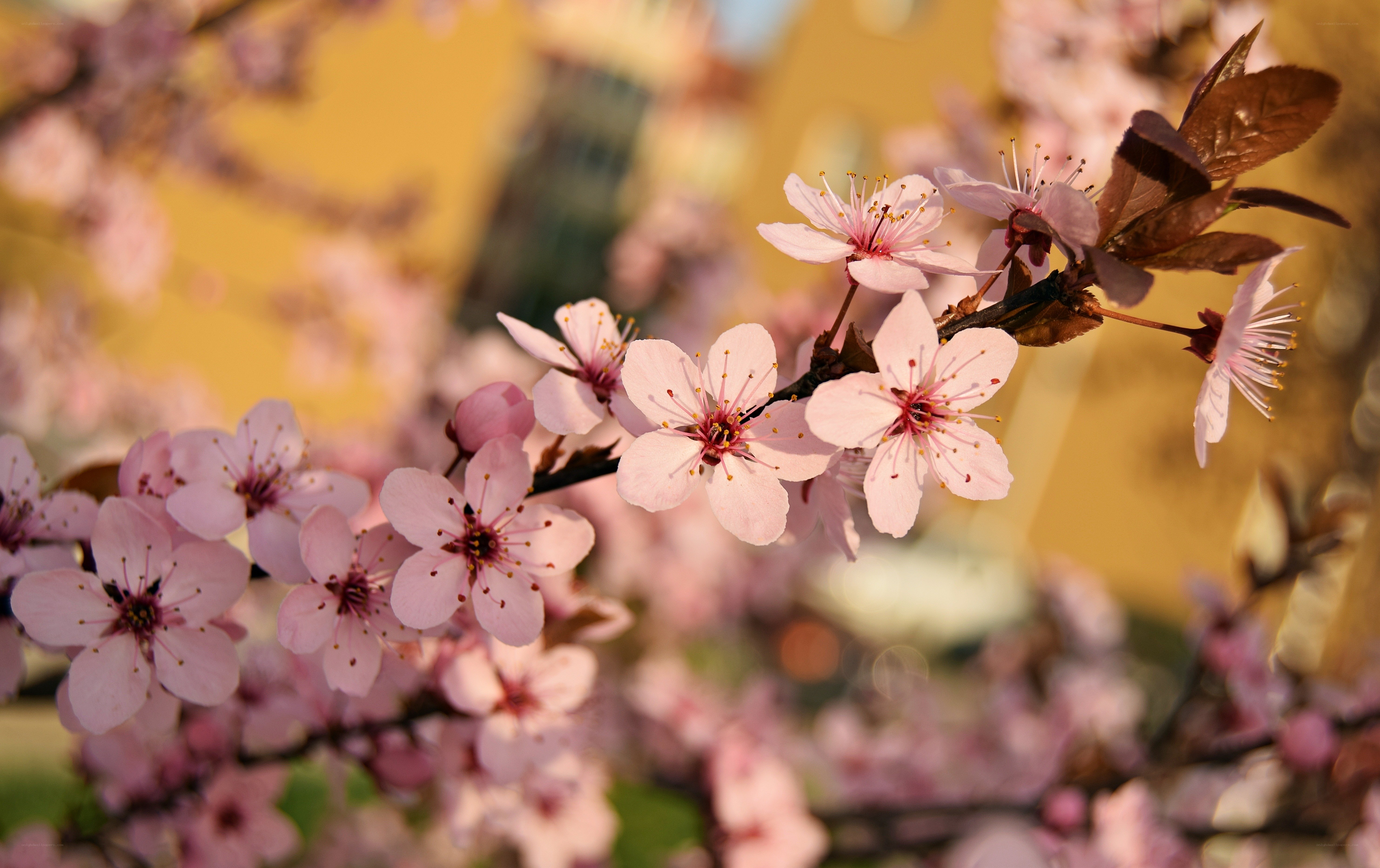 Pink cherry blossoms in spring