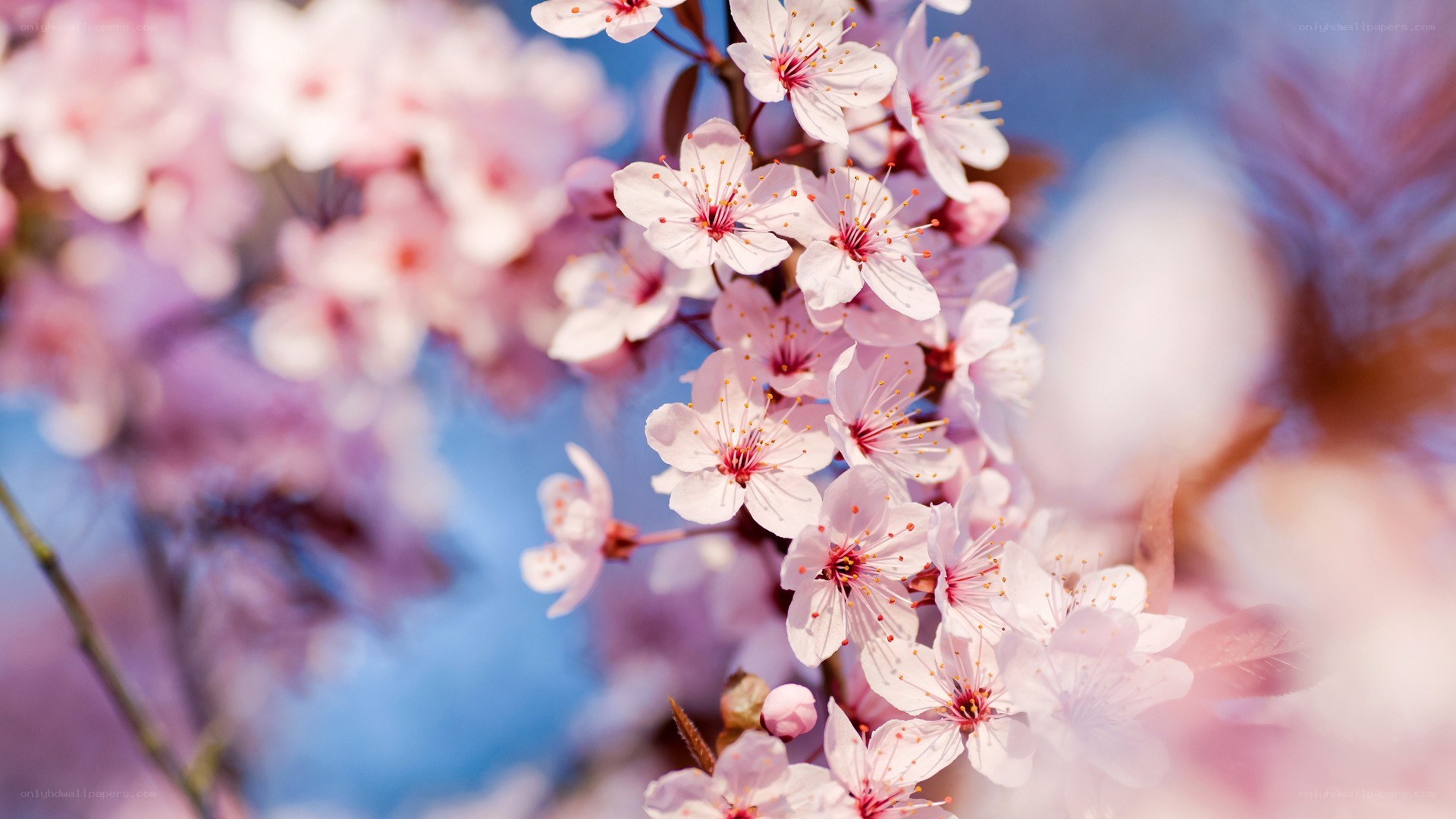 Pink cherry blossoms in spring