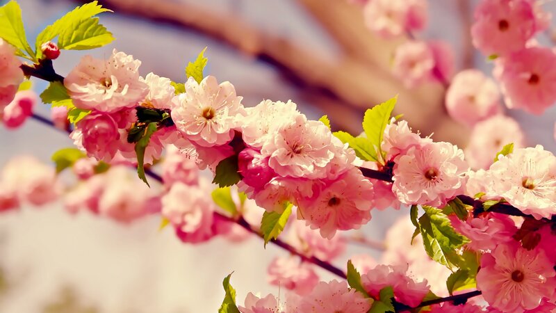 Pink cherry blossoms in spring