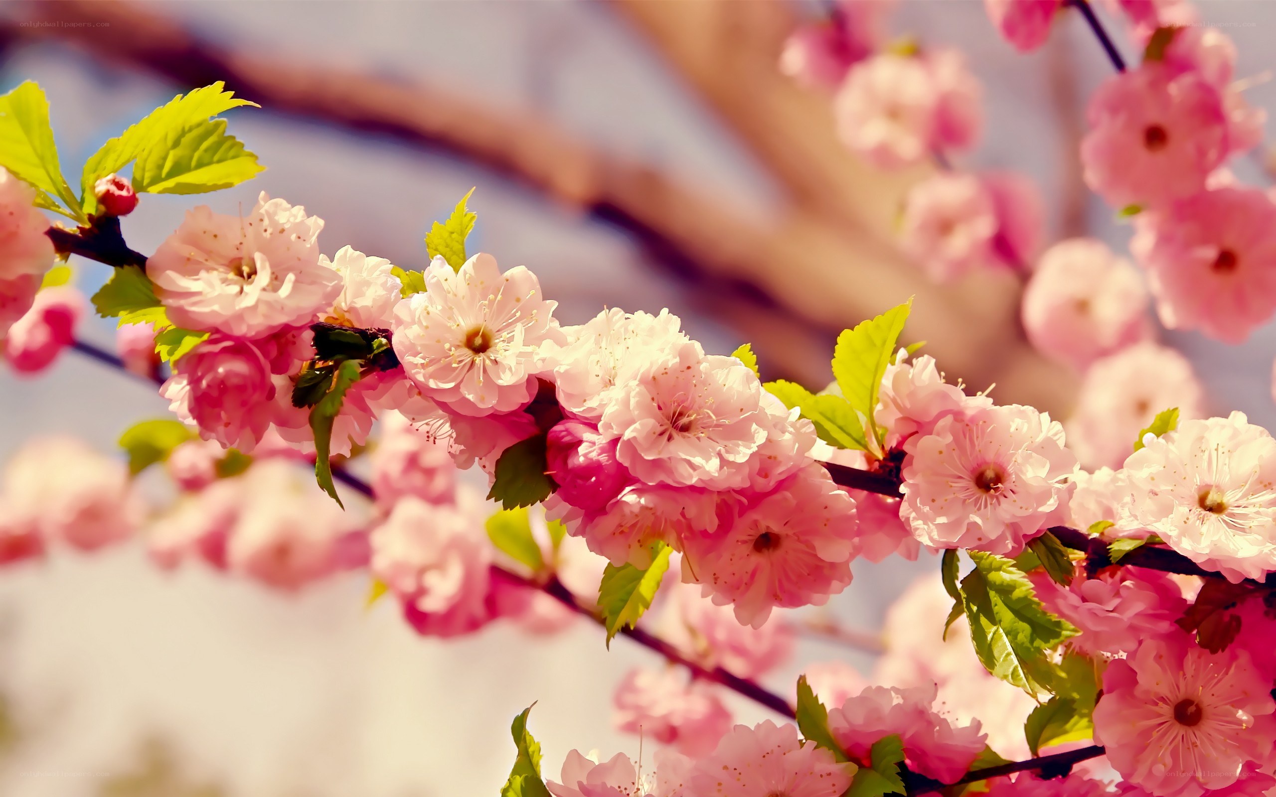 Pink cherry blossoms in spring