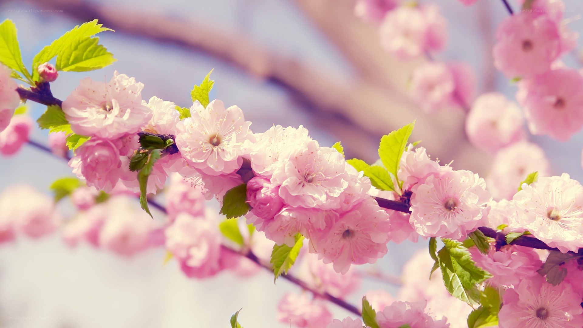Pink cherry blossoms in spring