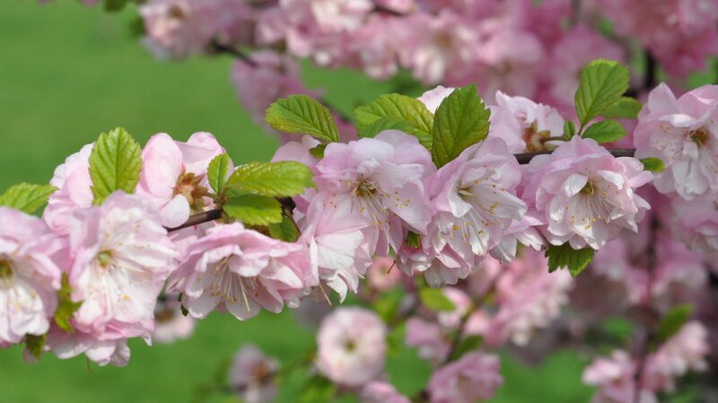 Pink cherry blossoms in spring