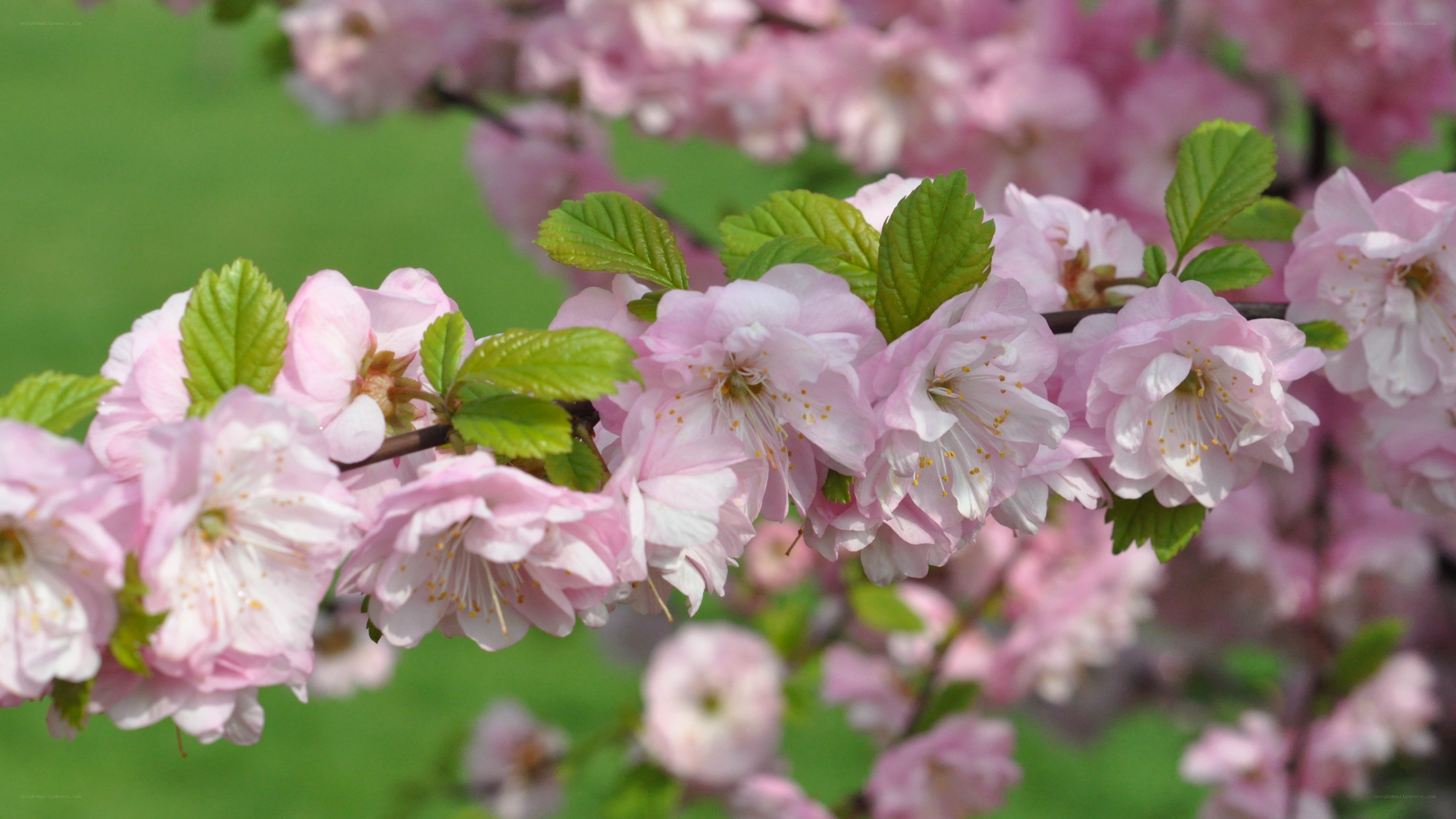 Pink cherry blossoms in spring