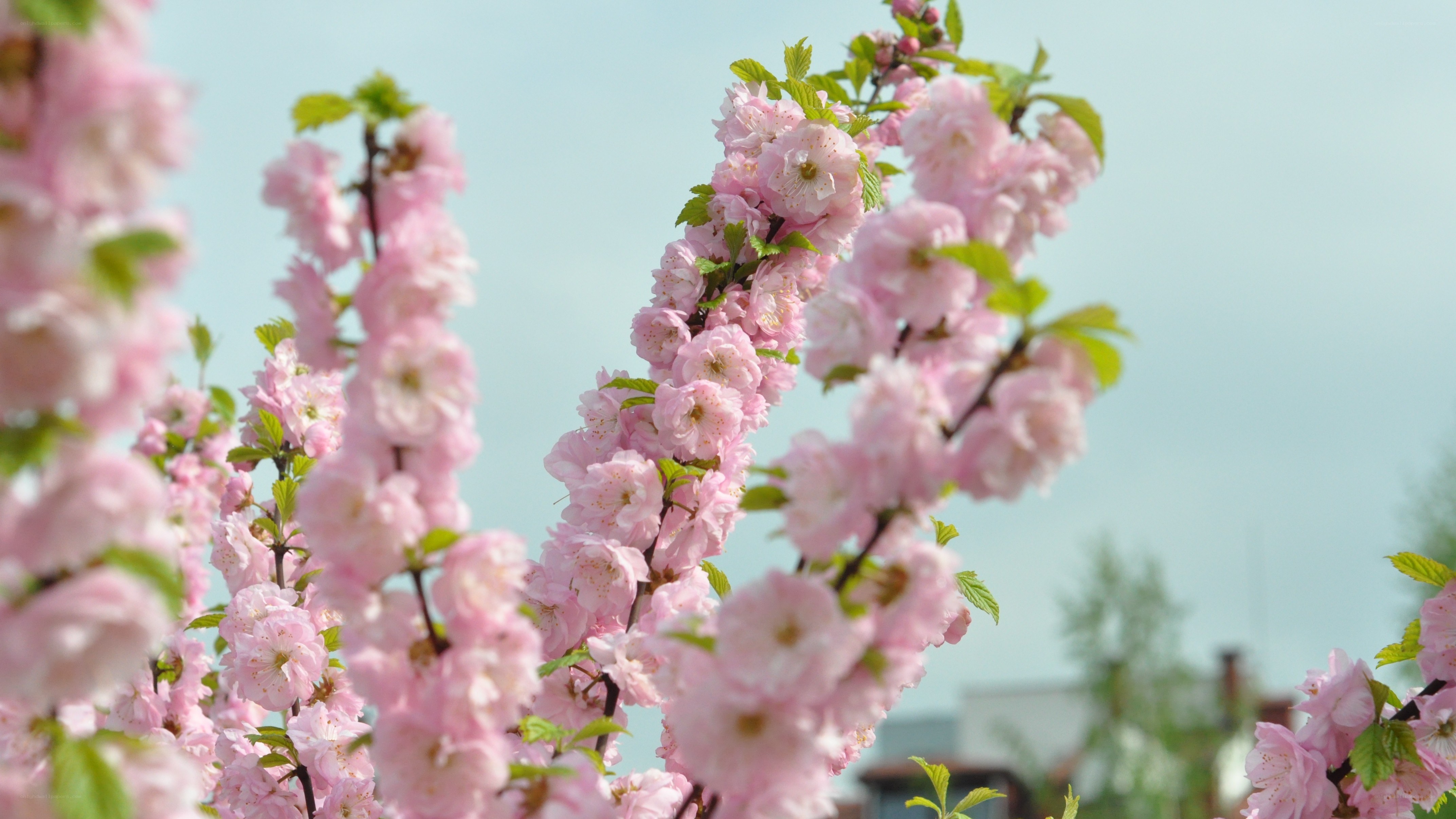Pink cherry blossoms in spring
