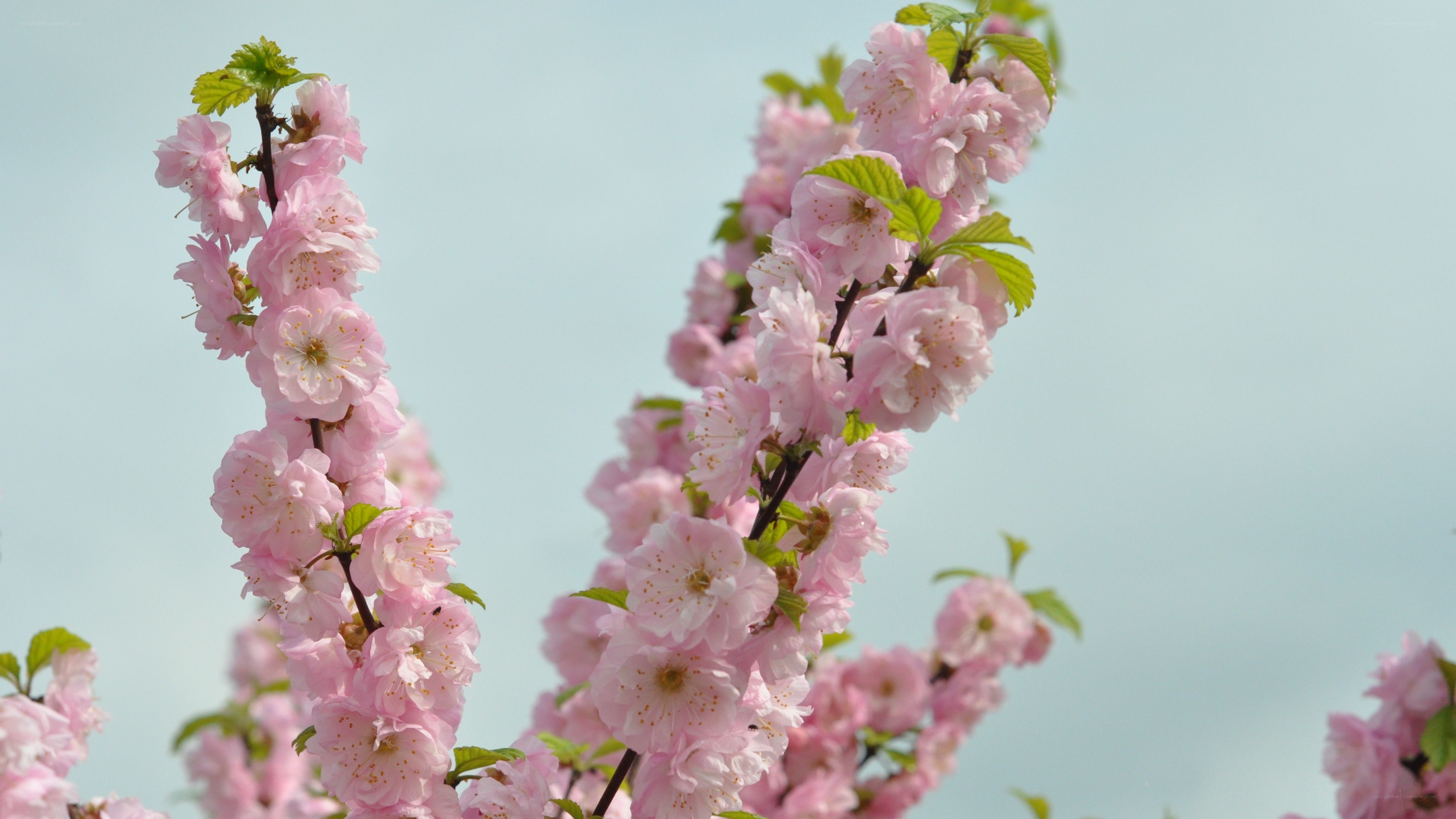 Pink cherry blossoms in spring