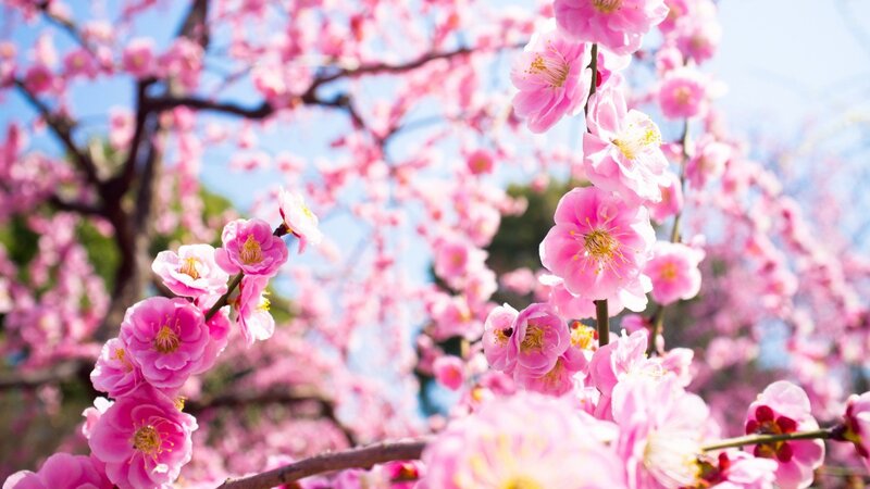 Pink cherry blossoms in spring