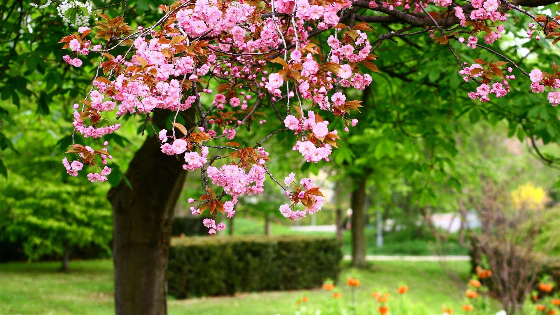 Pink cherry blossoms in spring