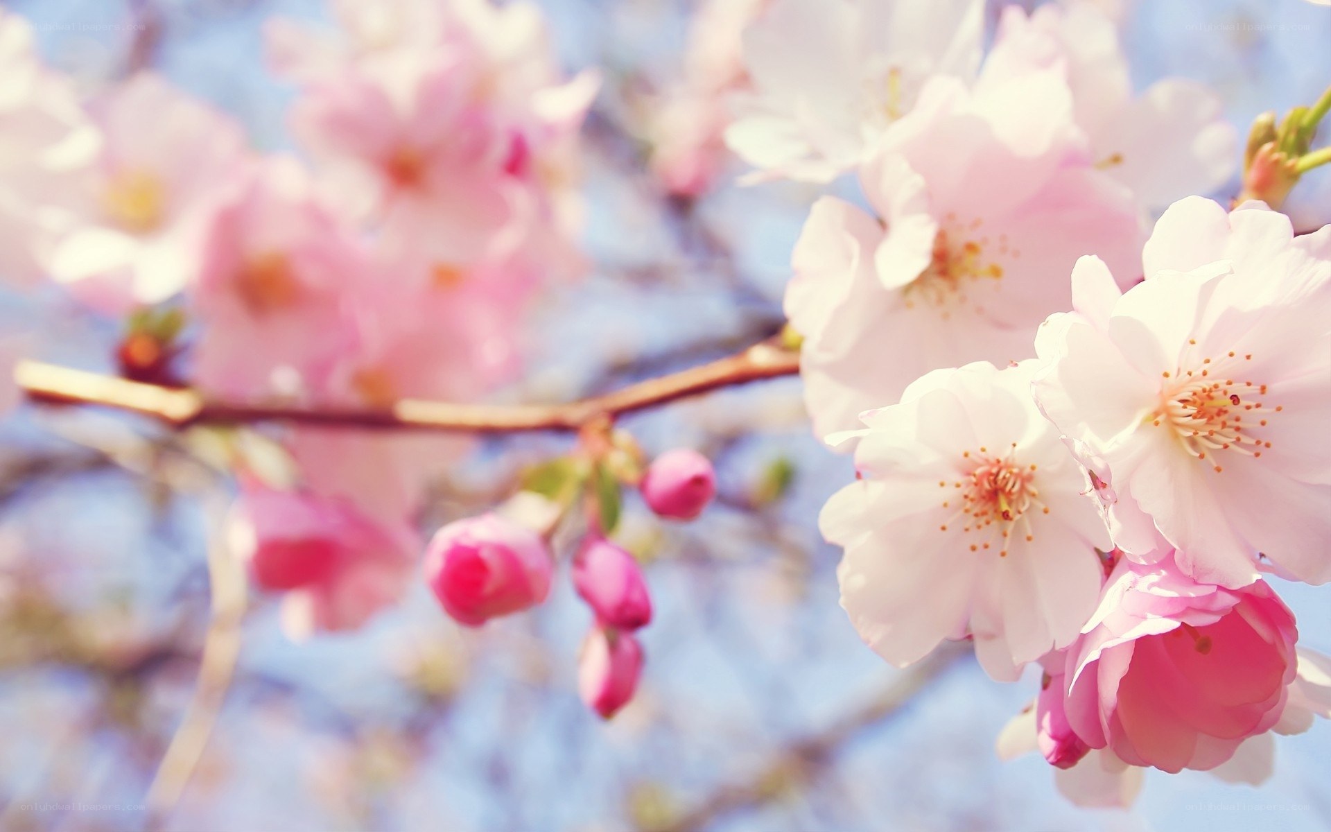 Pink cherry blossoms in spring