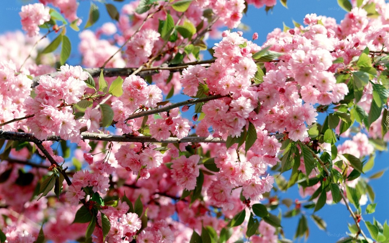 Pink cherry blossoms in spring