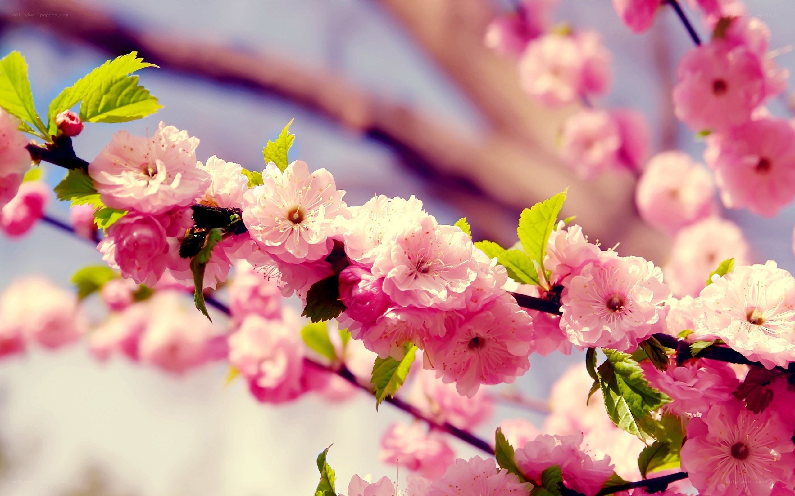 Pink cherry blossoms in spring