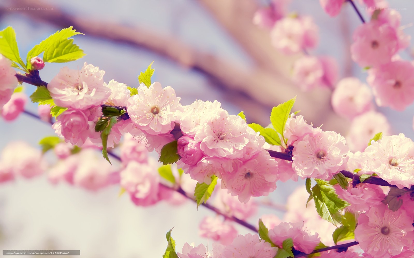 Pink cherry blossoms in spring