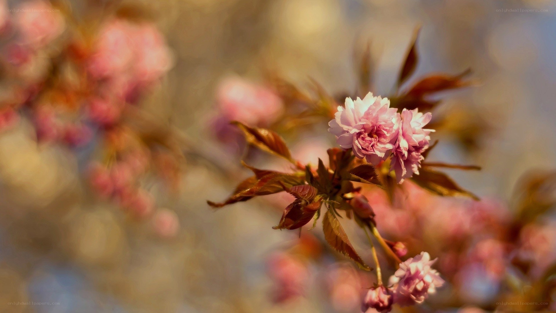 Pink cherry blossoms in spring