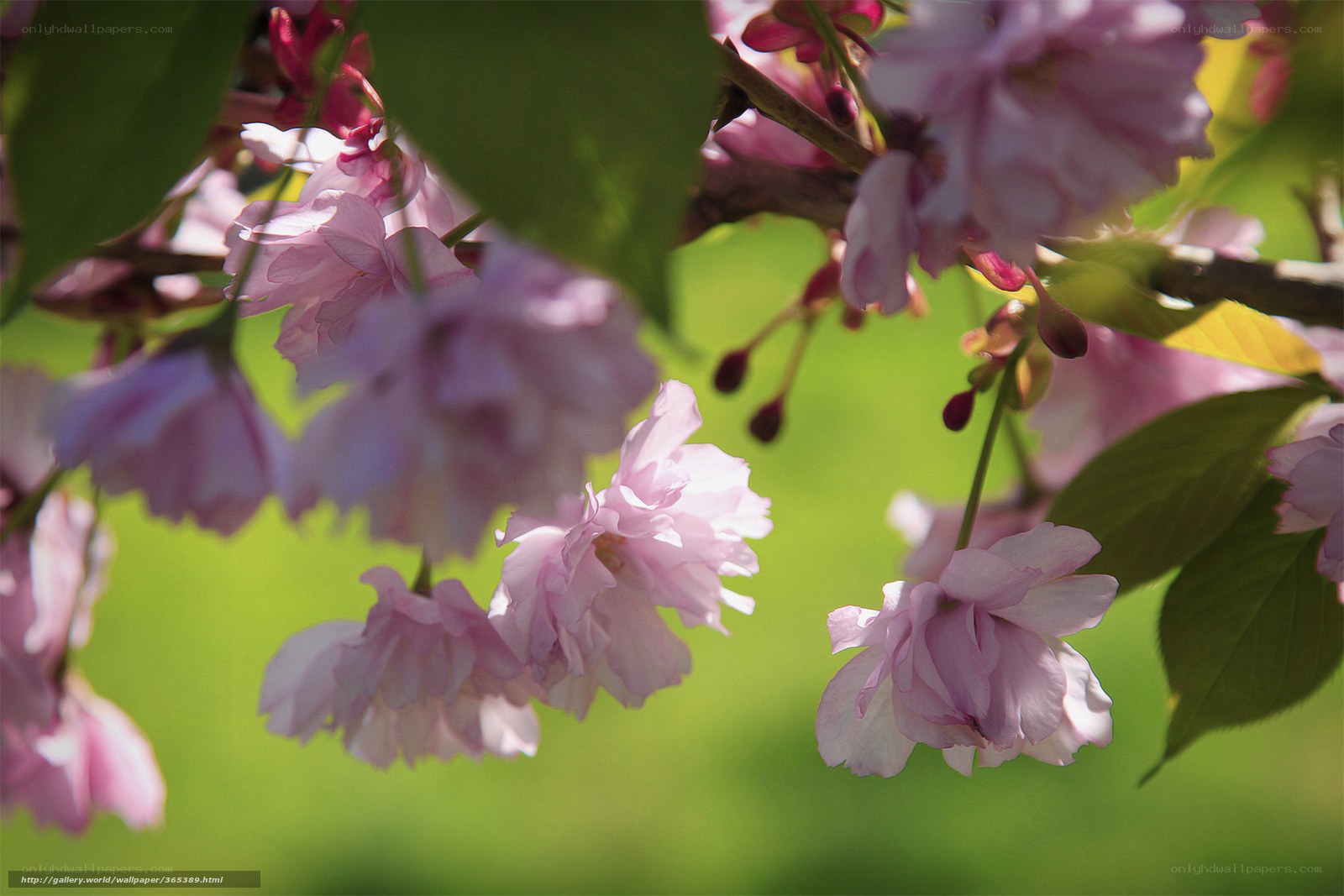 Pink cherry blossoms in spring