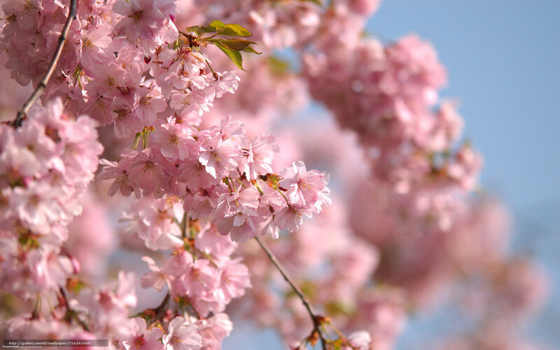 Pink cherry blossoms in spring