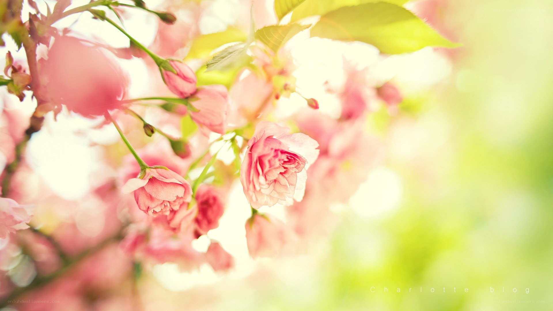 Pink cherry blossoms in sunlight