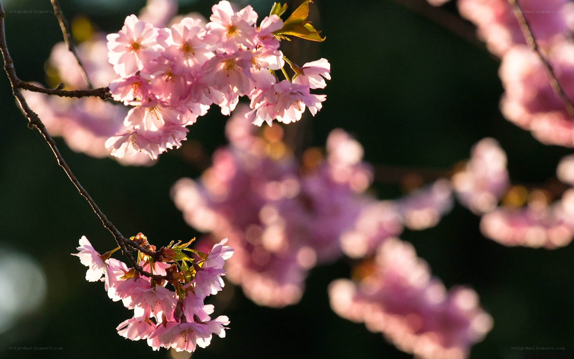 Pink cherry blossoms in sunlight