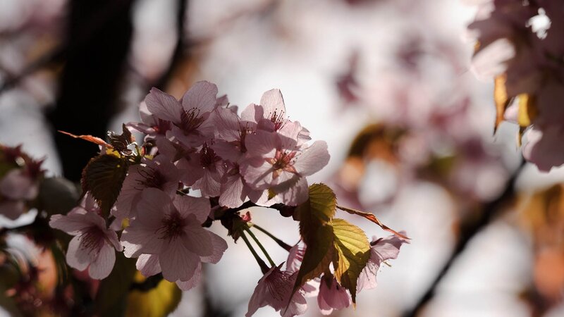 Pink cherry blossoms in sunlight