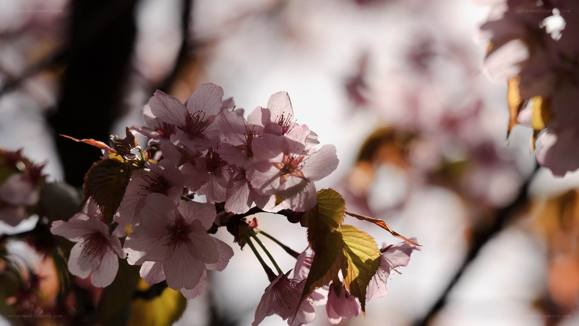 Pink cherry blossoms in sunlight