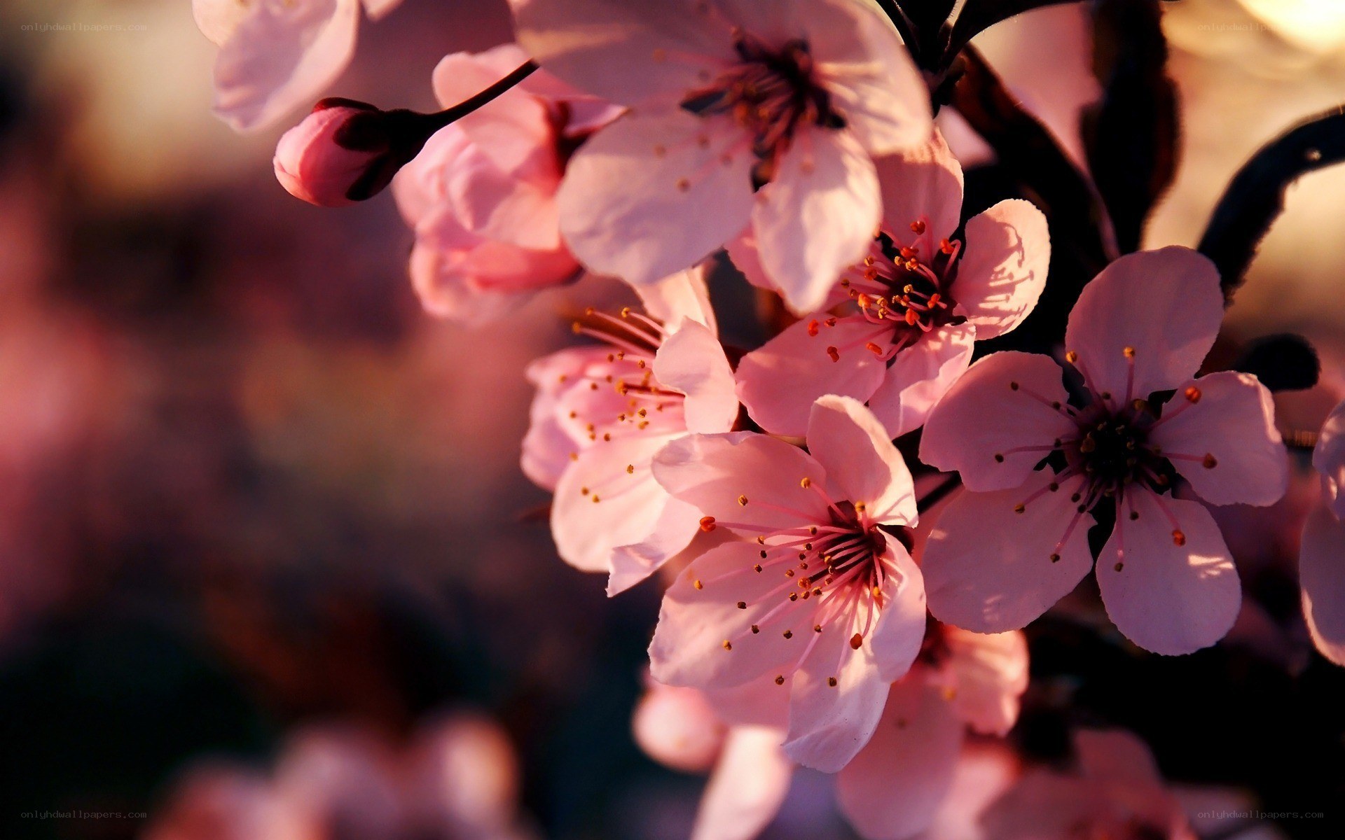 Pink cherry blossoms in sunlight