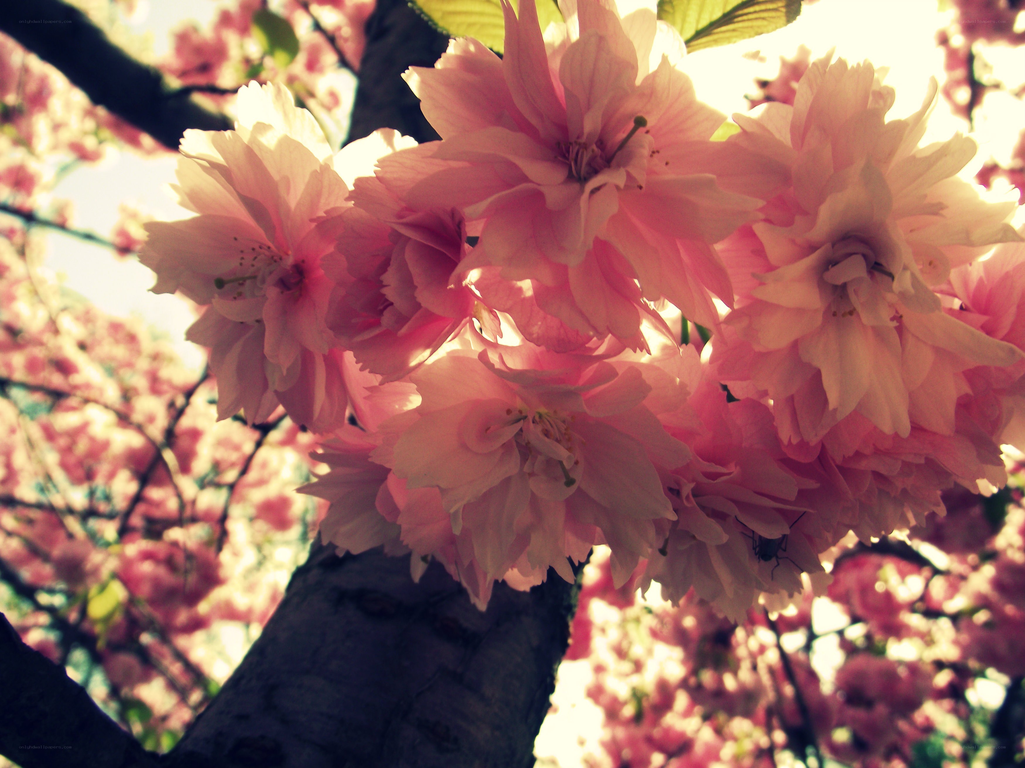Pink cherry blossoms in sunlight
