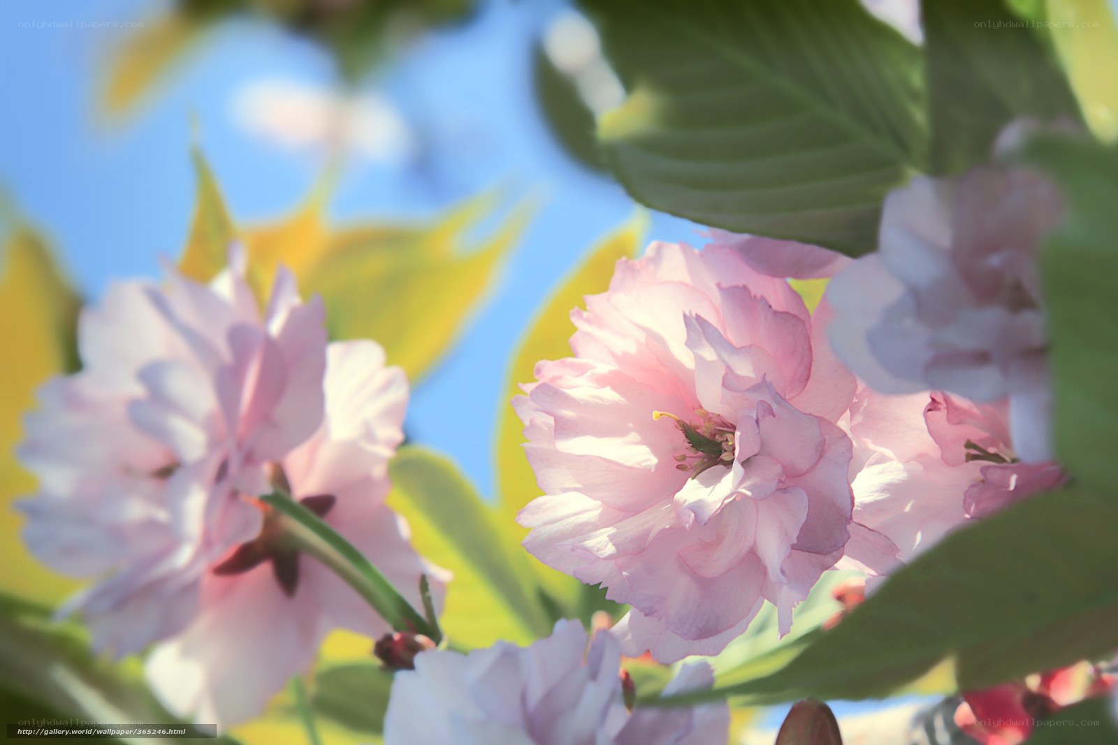 Pink cherry blossoms in sunlight