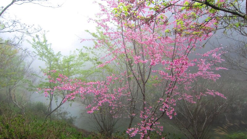 Pink Cherry Blossoms — Misty