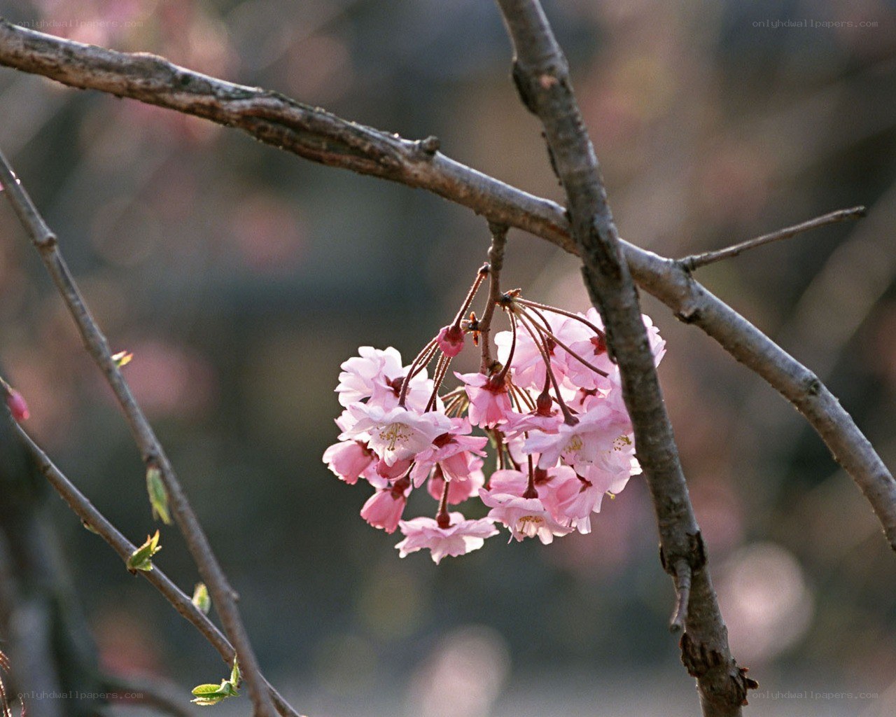 Pink cherry blossoms on a branch