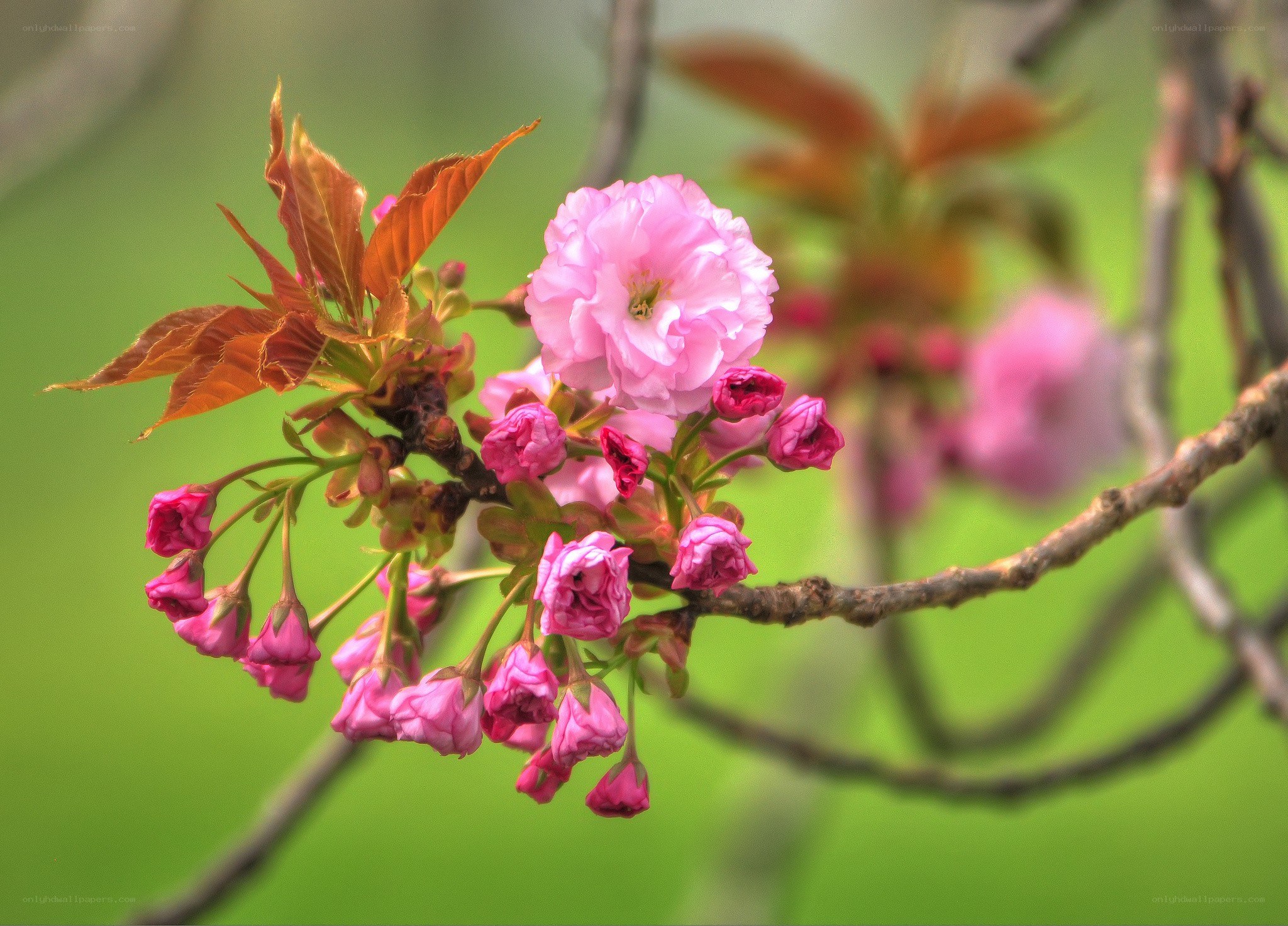 Pink cherry blossoms on a branch